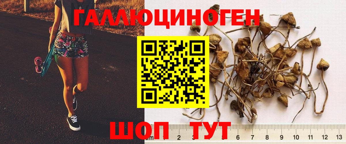 Псилоцибиновые грибы Cubensis Великий Новгород