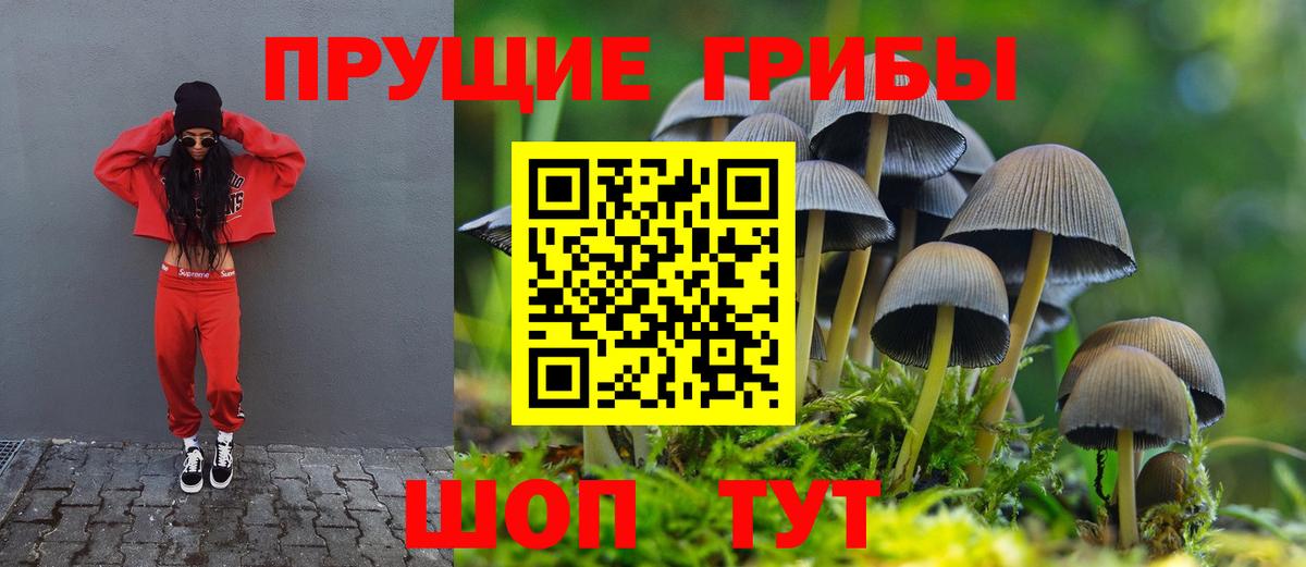 Великий Новгород  закладки  Вход с VPN  Псилоцибиновые грибы мицелий 